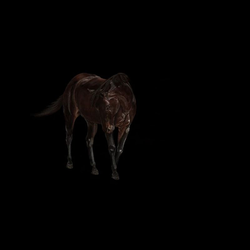 Pferd