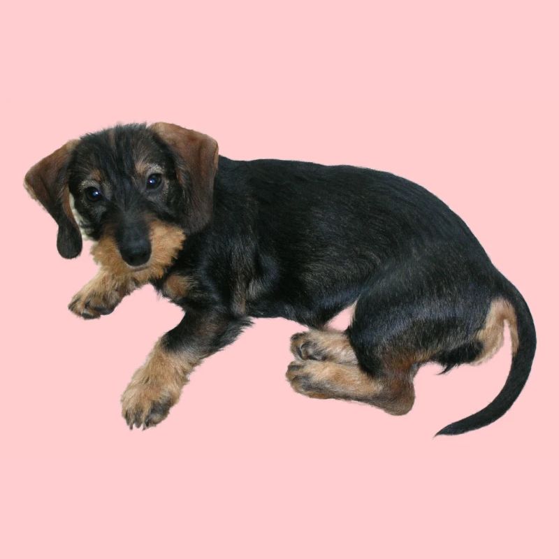 Chien chiot mignon