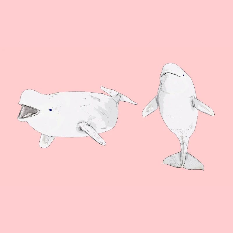 Zwei Beluga Wale