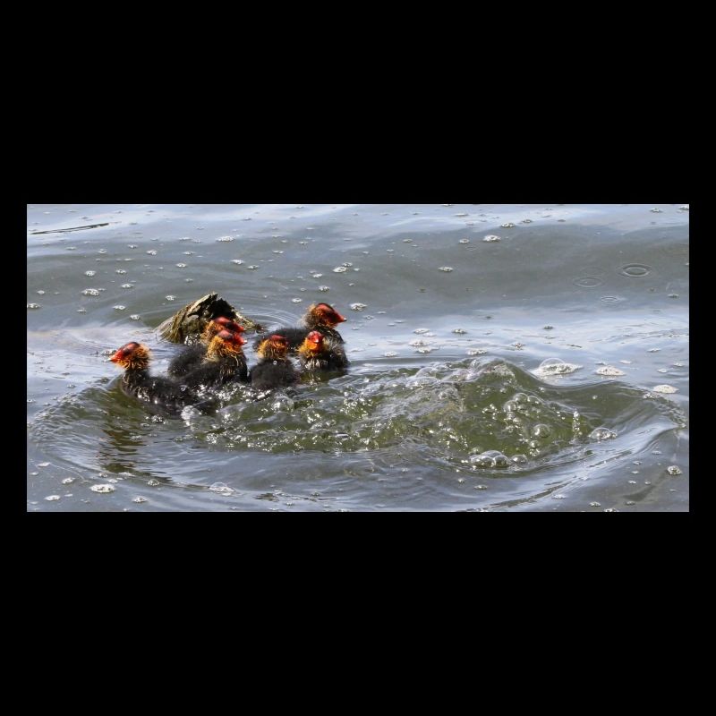 ducklings