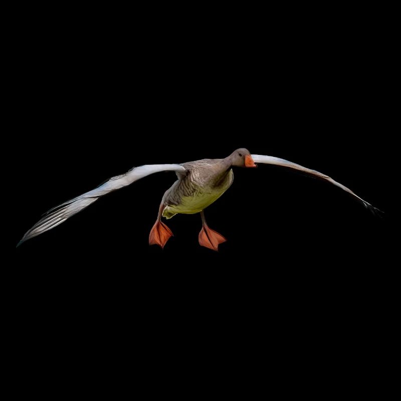 Vogel