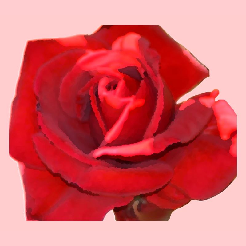 rote rose