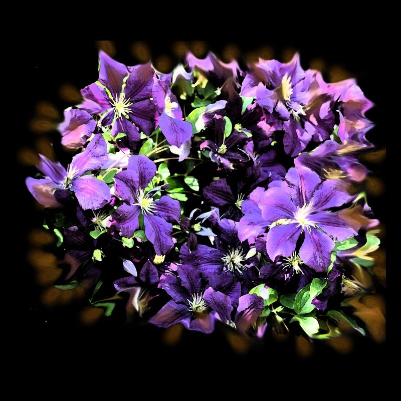 prairie de fleurs pourpres