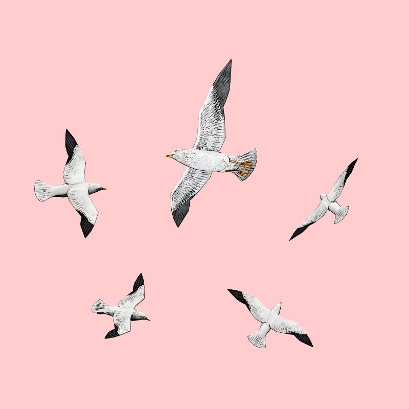 Seemöwen, Möwen, Seeschwalben, Seevögel