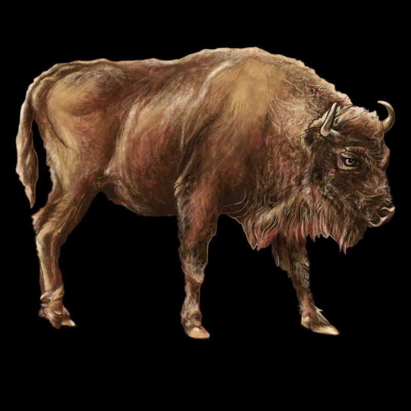 Bison d’europe