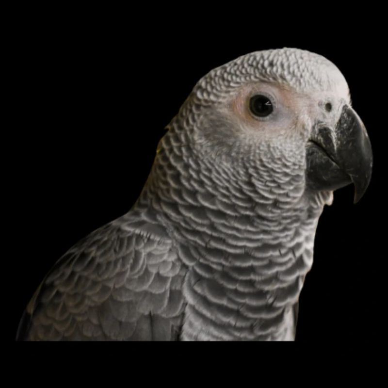 Perroquet gris