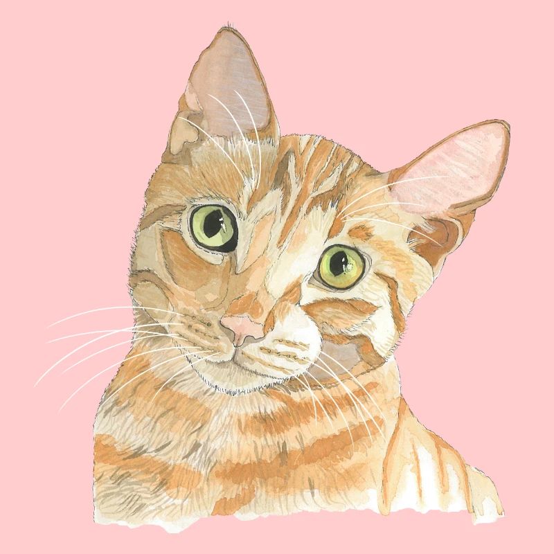 Chat rouge
