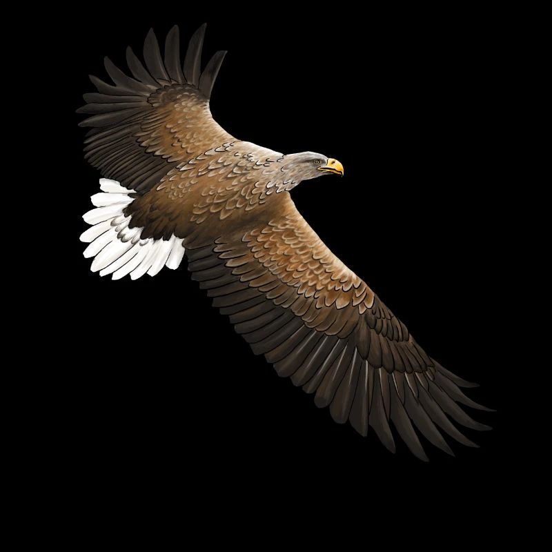 European white-tailed eagle