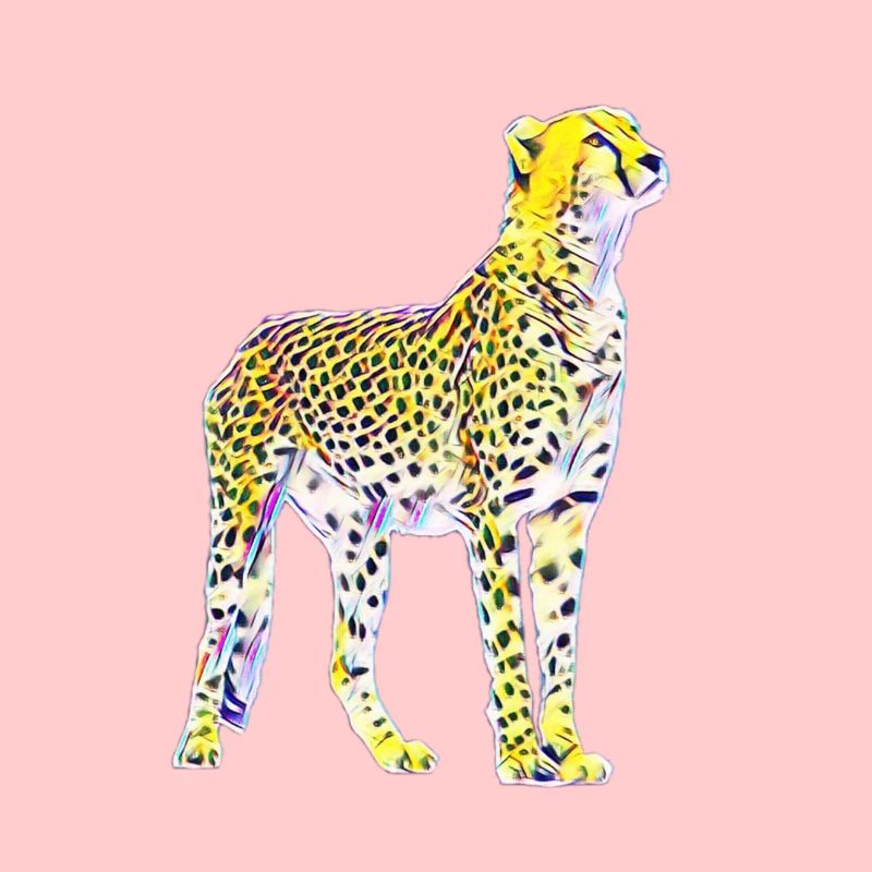 cheetah