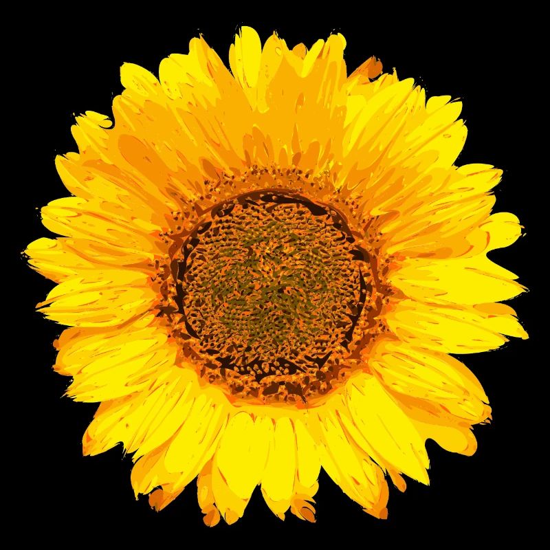 Sonnenblume