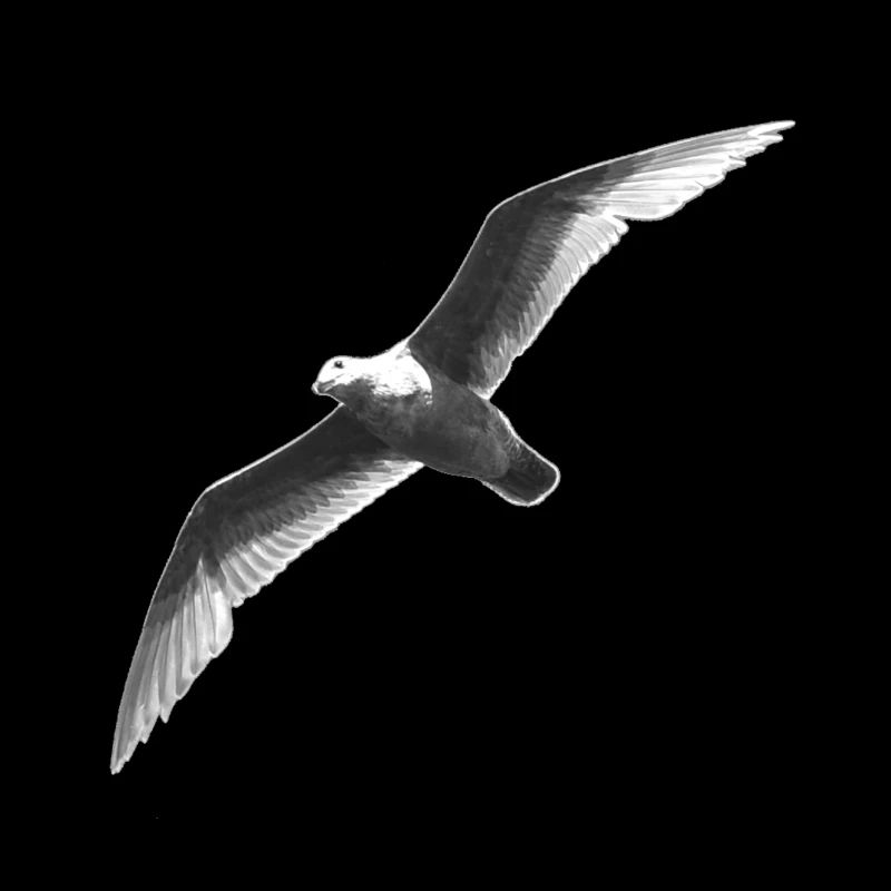 Schwarz Weiss Möwe Im Flug