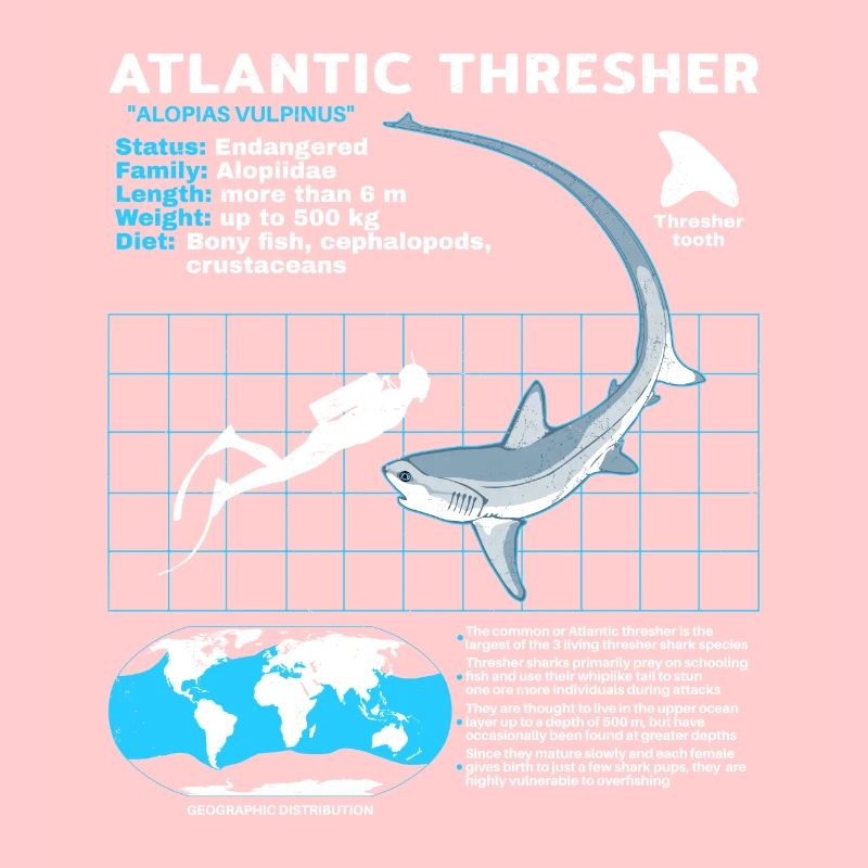 Fiche technique du requin-renard