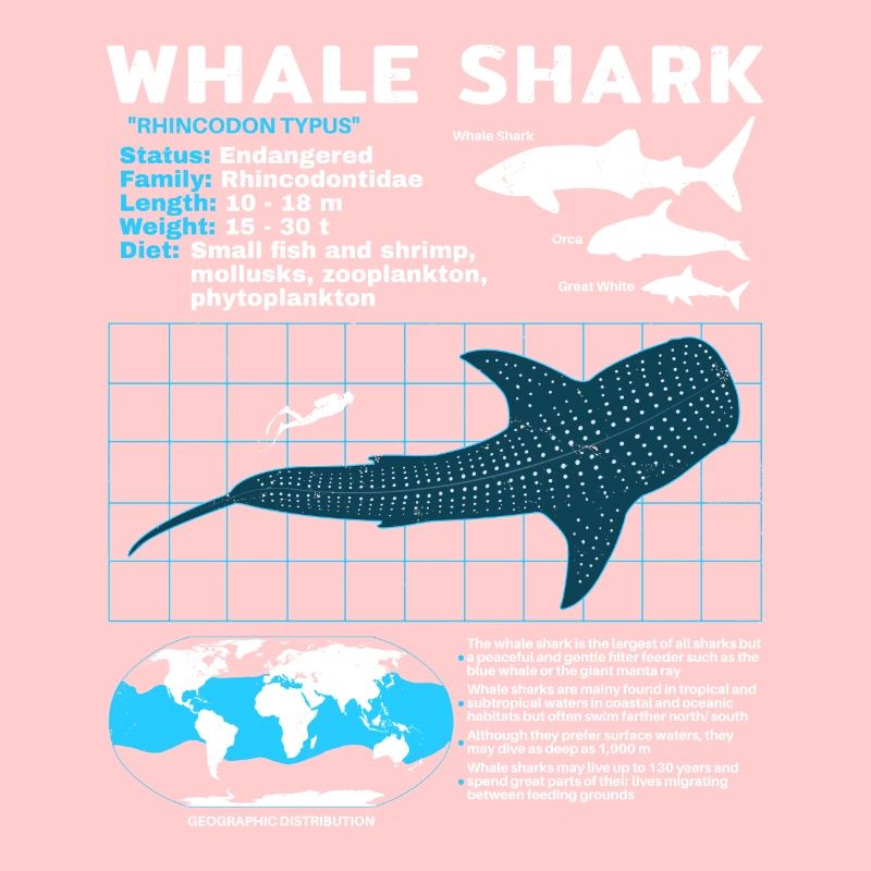 Fiche technique whale shark