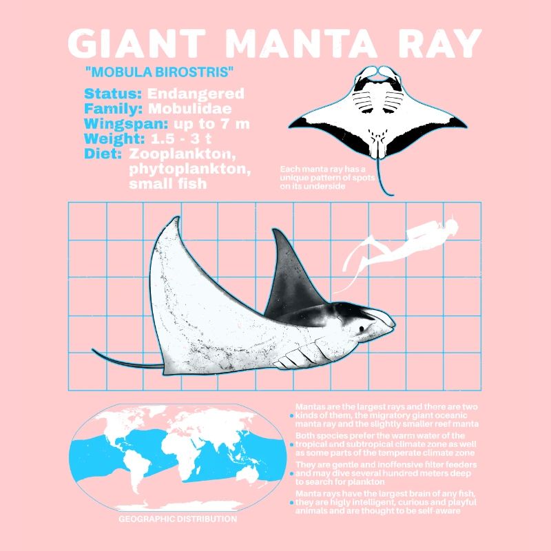 Fiche technique des raies manta
