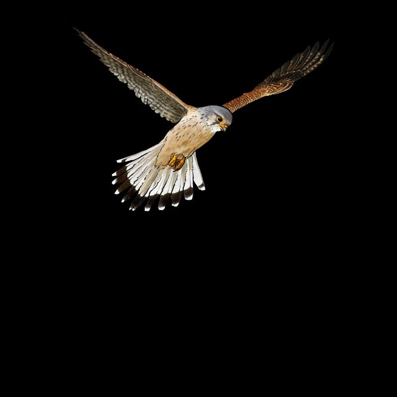 Kestrel