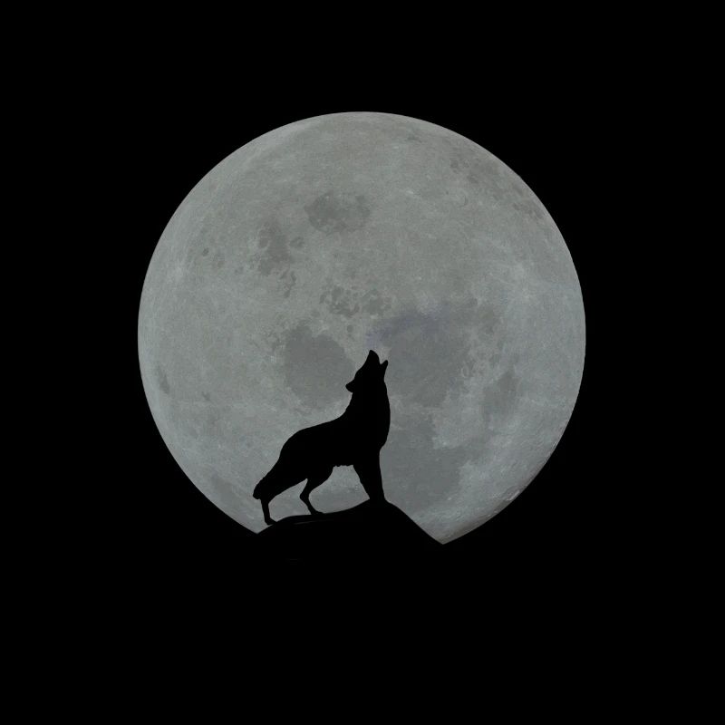 wolf moon grau