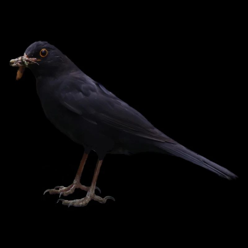 Amsel Vogel schwarzer Vogel