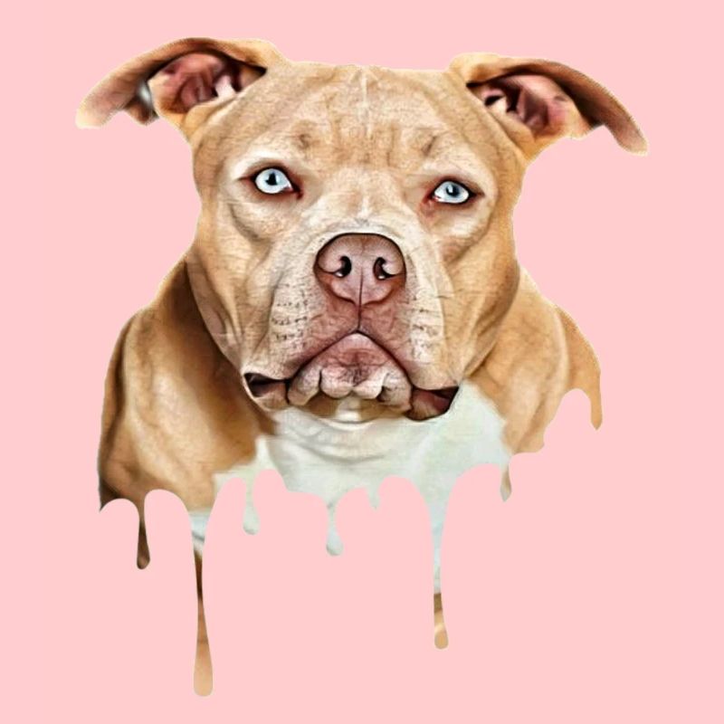 Bully Art American Bully Exotic Bully
