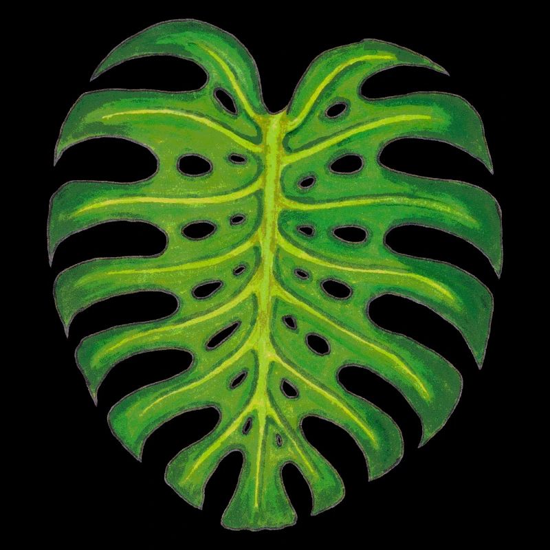 Monstera / Blatt