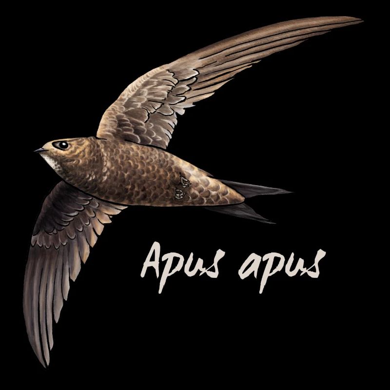 Vægsejlere under flyvning