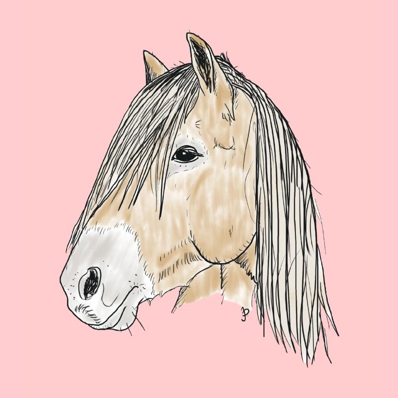 haflinger