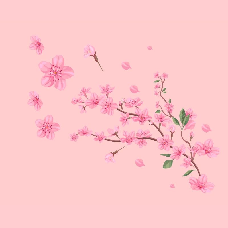 Sakura, fleur de cerisier, fleurs, fleur de cerisier