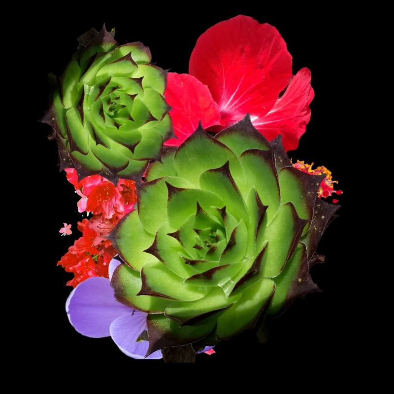 Cactus, fleur, hibiscus