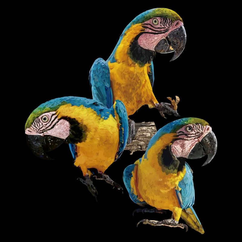 Der blau-gelbe Ara