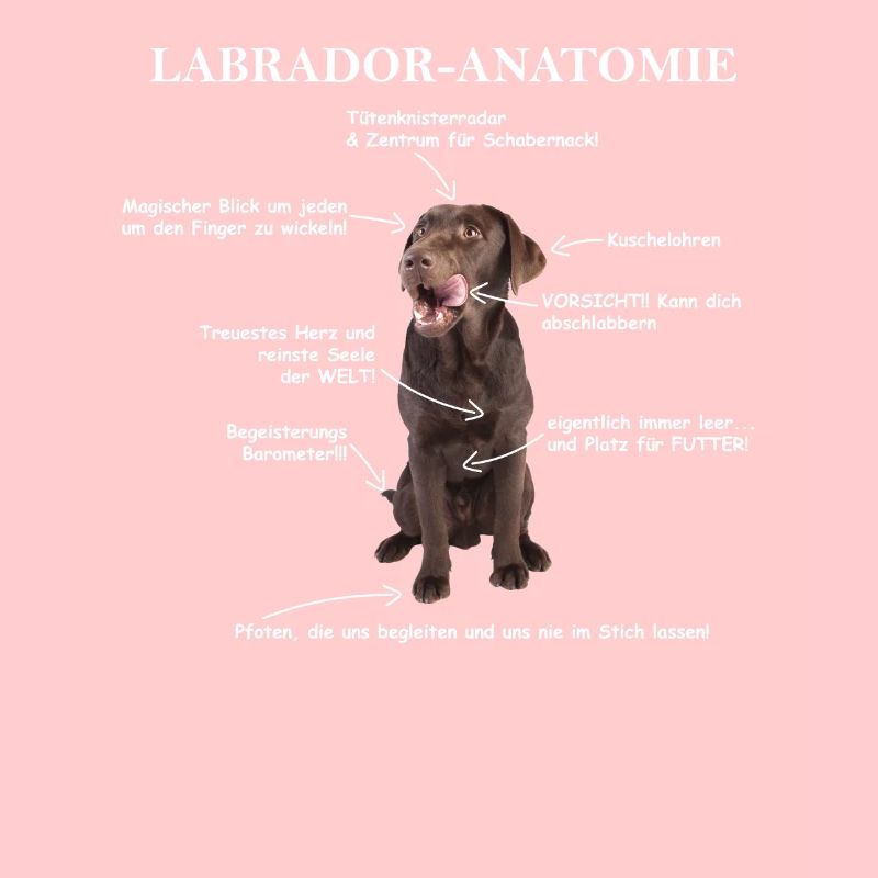 Anatomie eines Labradors Erklärungsbild