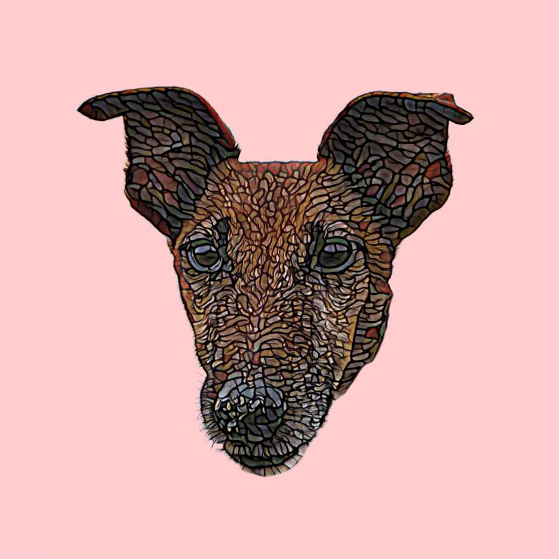 Smooth Fox Terrier Face