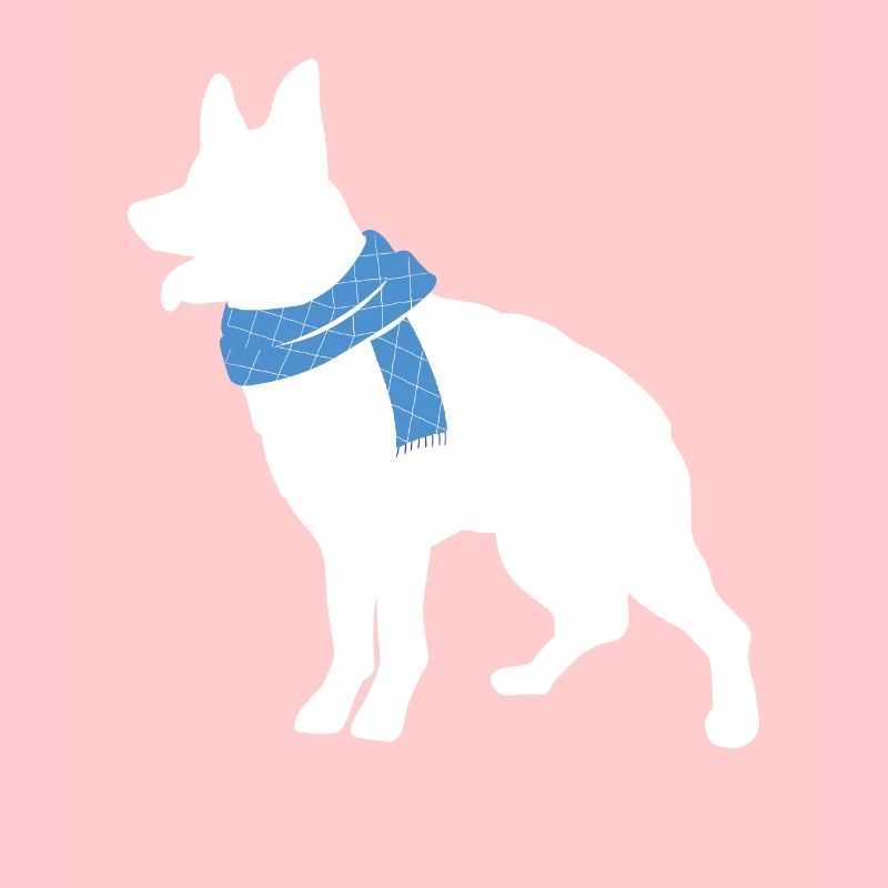Australian Cattle Dog