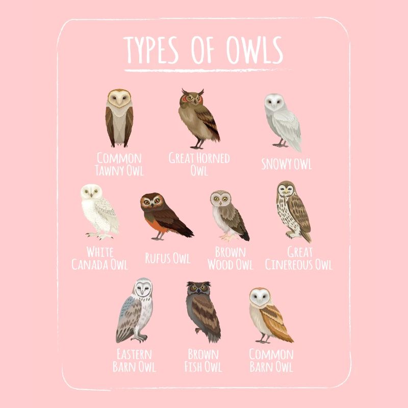 Types Of Owls Eule Vogel Eulen Vögel