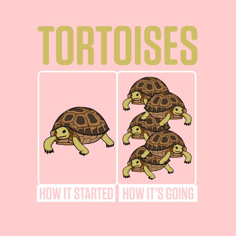 Funny Tortoises How Started How It's Going Turtle