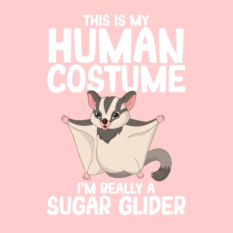 Sugar Glider Flughörnchen