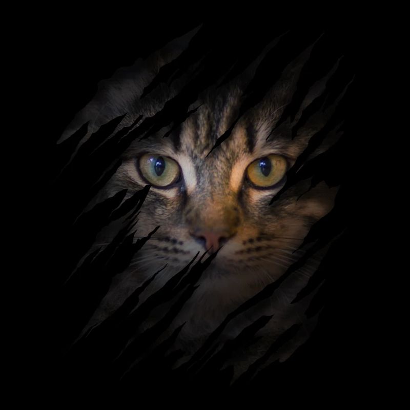 Chat avec égratignure - Visage de chat Chat à gratter Chat