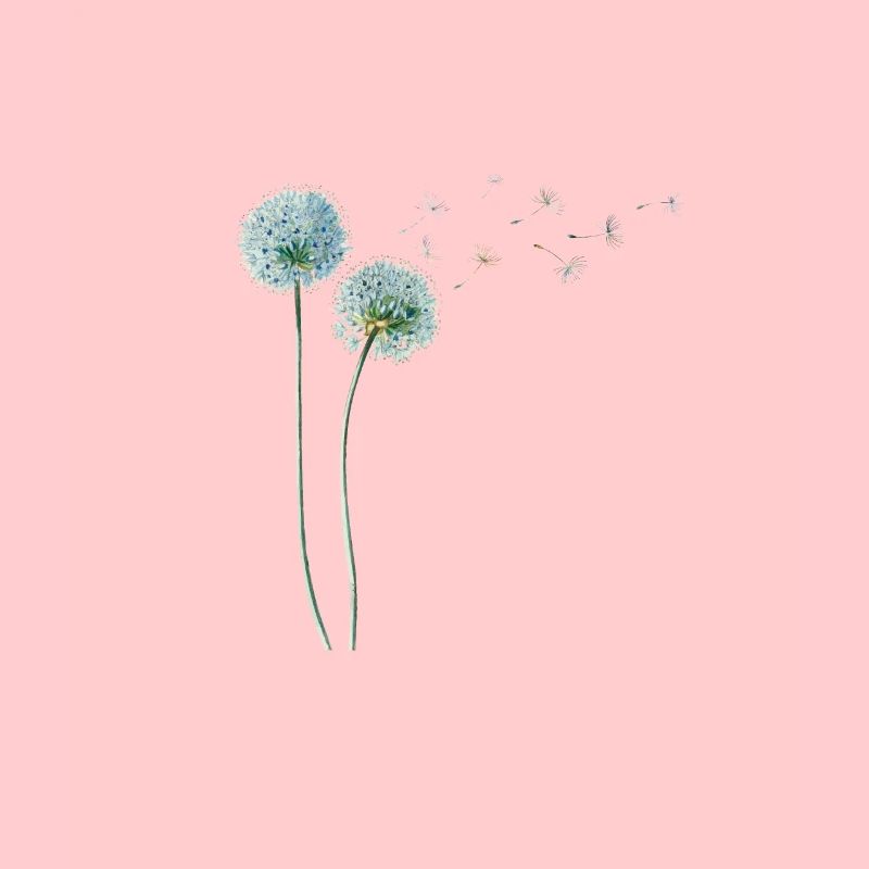 Löwenzahn Dandelion