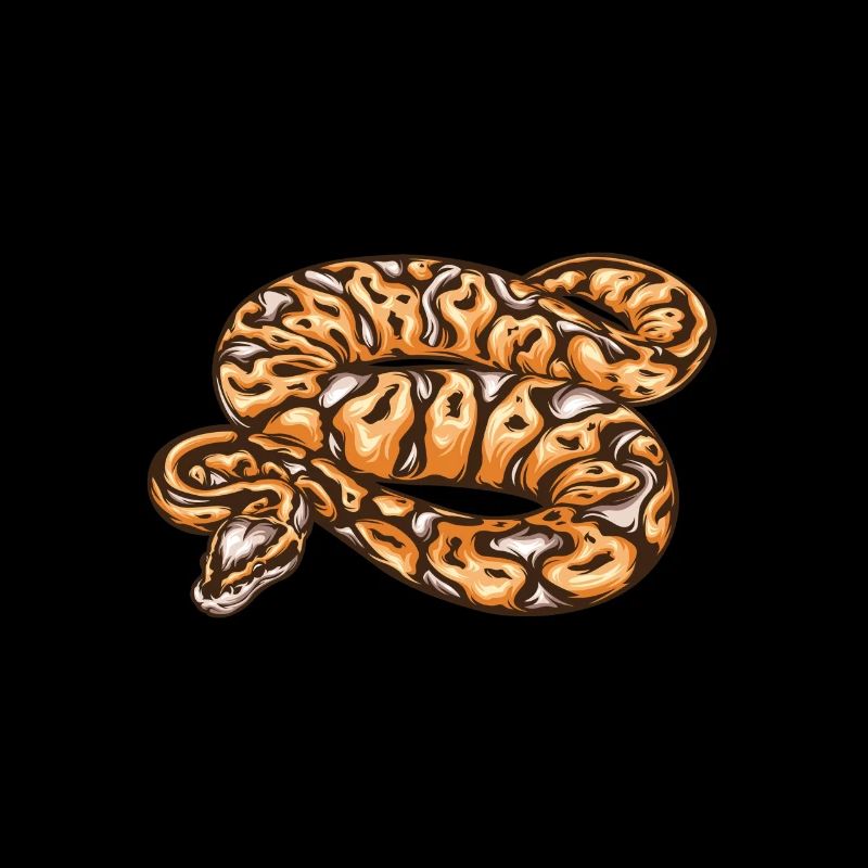 Ball Python 80's Style Baller Royal Python Snake