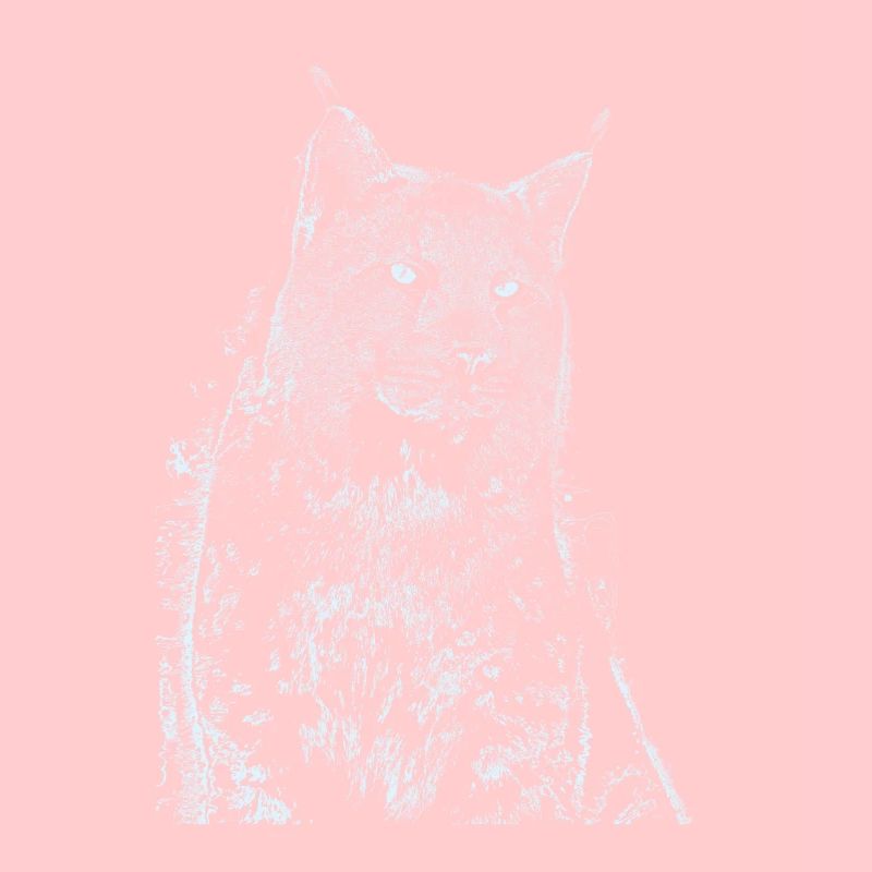 Luchs