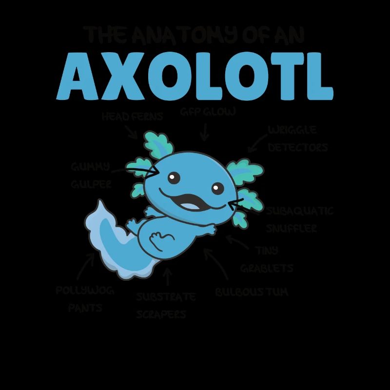Axolotl Explication Anatomie d’un Axolotl