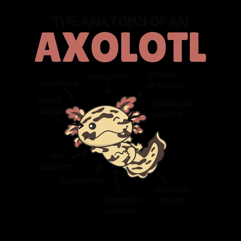 Axolotl Explication Anatomie d’un Axolotl
