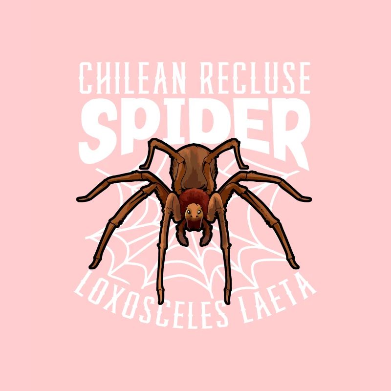 Araignée d’angle chilienne