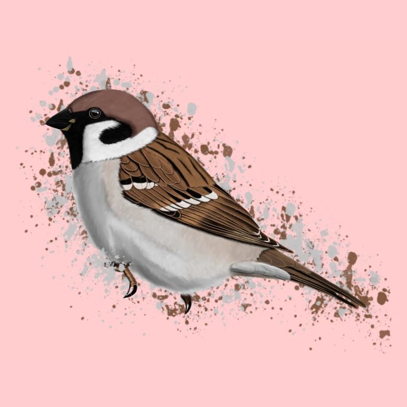 Feldsperling Vogel Vogelfreund Vogelbeobachter
