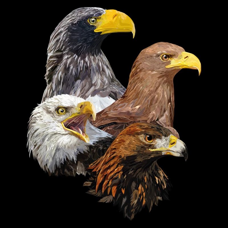 Oiseaux de proie
