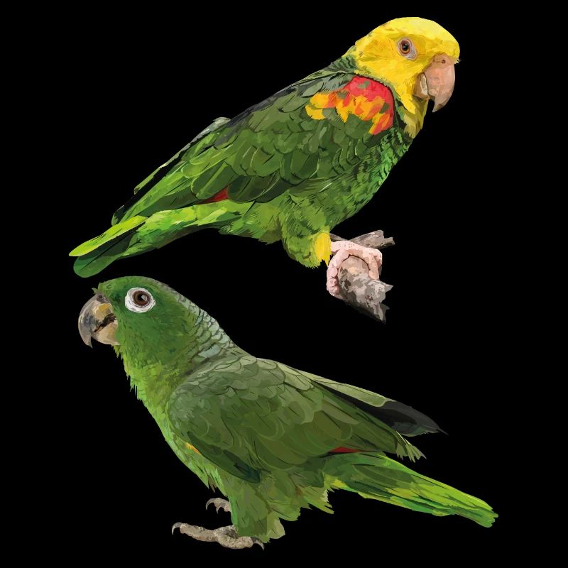 Perroquets