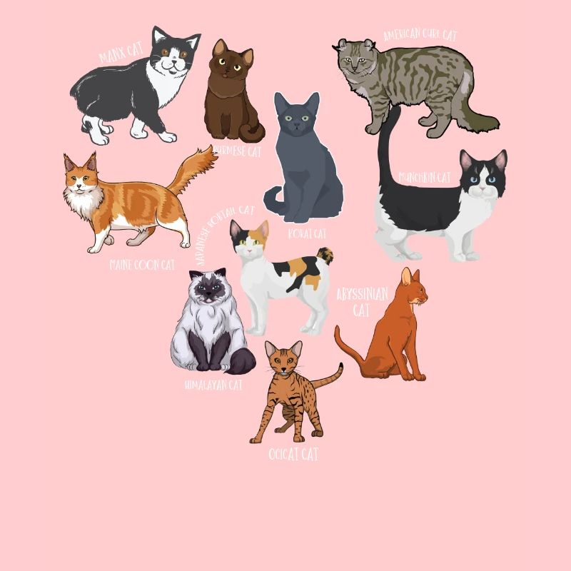 Espèces de chats, chats, chatons