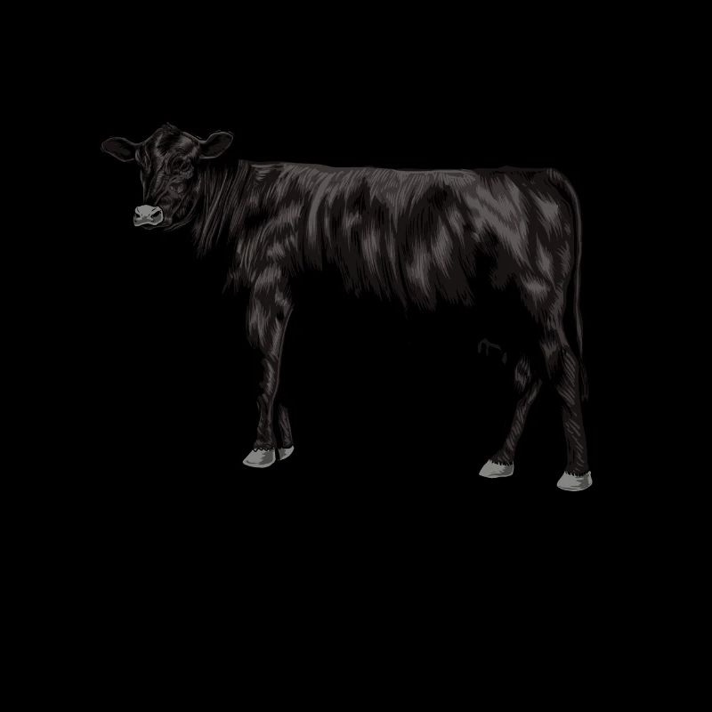 Zeichnung eines Black Angus Rind