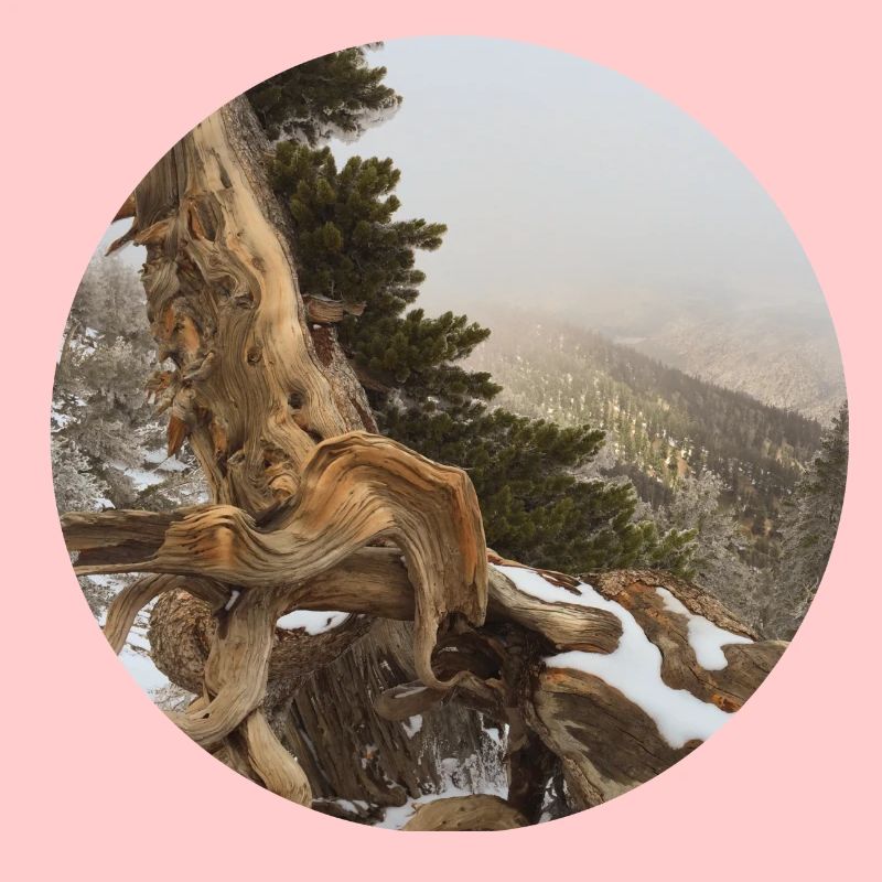 old gnarled tree on the Pacific Crest Trail