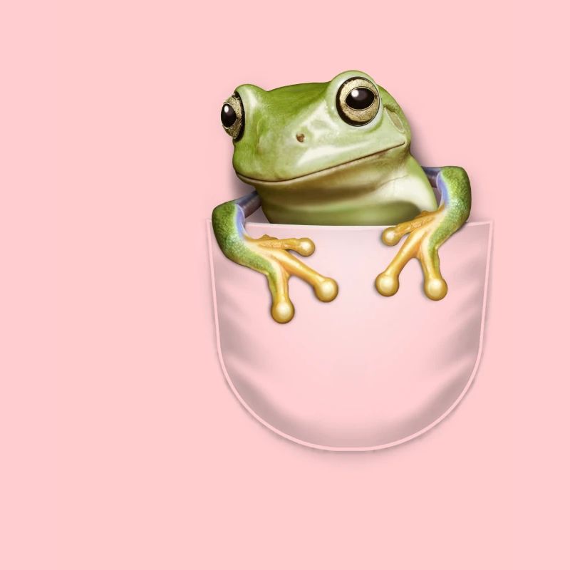 GRENOUILLE DE POCHE
