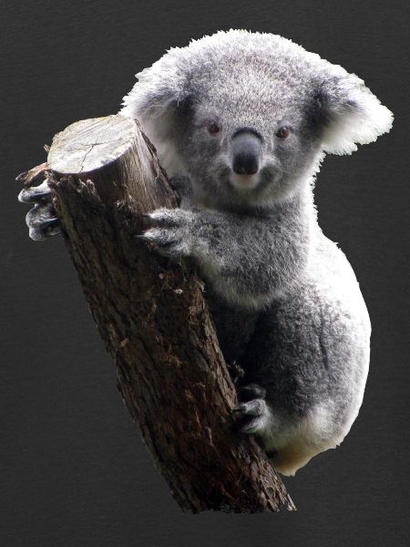 Koala