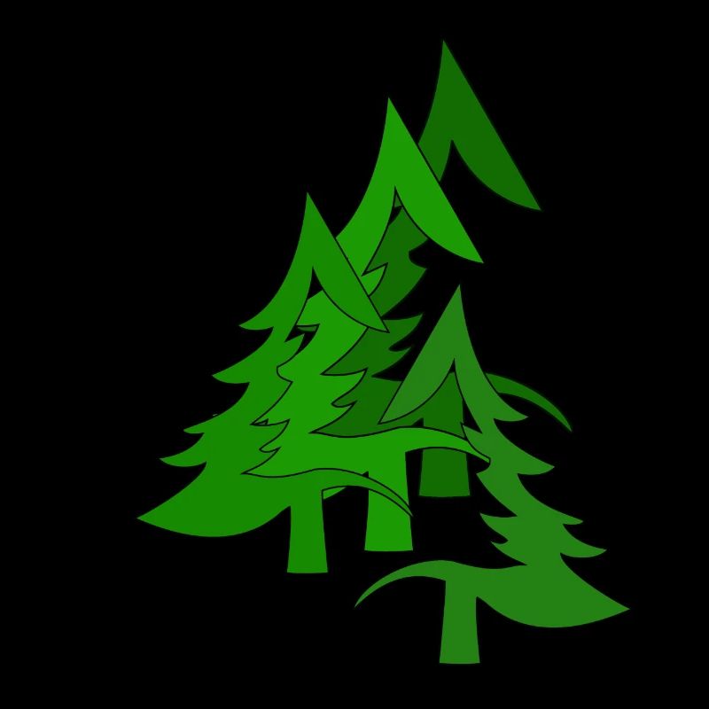 Fir forest, forest, fir trees